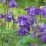 Aquilegia alpina