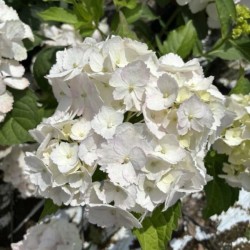 Hydrangea macrophylla...