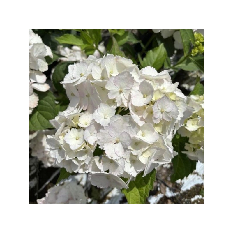 Hydrangea macrophylla 'Soeur Thérese'