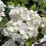 Hydrangea macrophylla 'Soeur Thérese'