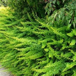 Berberis thunbergii 'Green...