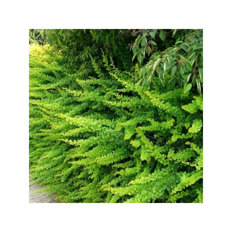 Berberis thunbergii 'Green Carpet'