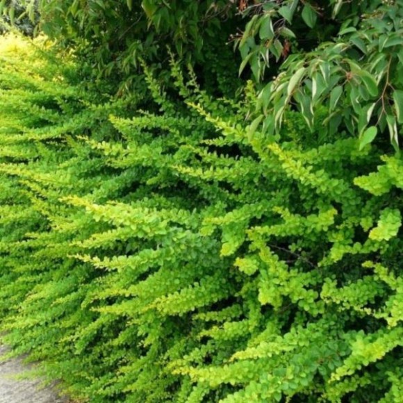 Berberis thunbergii 'Green Carpet'