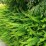 Berberis thunbergii 'Green Carpet'