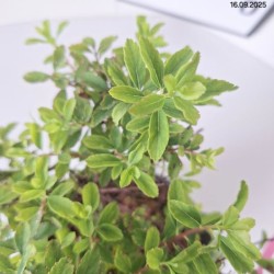 Berberis thunbergii 'Green Carpet'