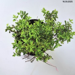 Berberis thunbergii 'Green Carpet'