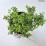 Berberis thunbergii 'Green Carpet'