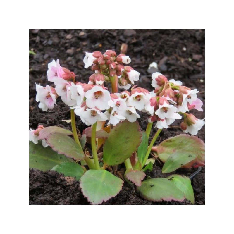 Bergenia DRAGONFLY ANGEL KISS 'Angel Kiss'