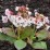 Bergenia DRAGONFLY ANGEL KISS 'Angel Kiss'