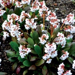Bergenia DRAGONFLY ANGEL KISS 'Angel Kiss'