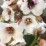 Bergenia DRAGONFLY ANGEL KISS 'Angel Kiss'