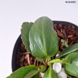 Bergenia DRAGONFLY ANGEL KISS 'Angel Kiss'