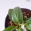 Bergenia DRAGONFLY ANGEL KISS 'Angel Kiss'