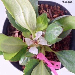 Bergenia DRAGONFLY ANGEL KISS 'Angel Kiss'