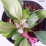 Bergenia DRAGONFLY ANGEL KISS 'Angel Kiss'