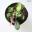 Bergenia DRAGONFLY ANGEL KISS 'Angel Kiss'