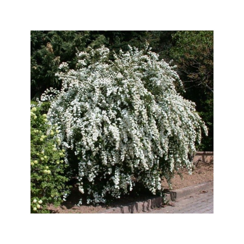 Spiraea ×vanhouttei