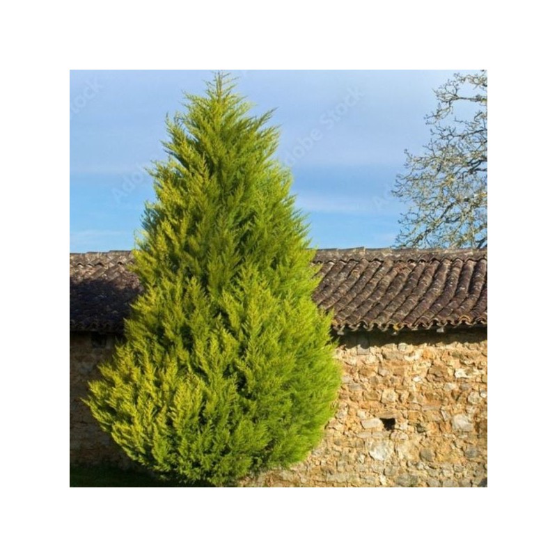 ×Cupressocyparis leylandii 'Castlewellan'