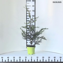 ×Cupressocyparis leylandii 'Castlewellan'