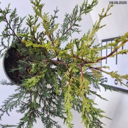 ×Cupressocyparis leylandii 'Castlewellan'