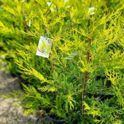 ×Cupressocyparis leylandii 'Castlewellan'