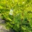 ×Cupressocyparis leylandii 'Castlewellan'