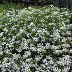 Spiraea decumbens