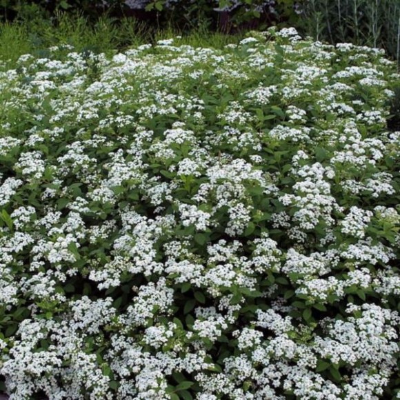 Spiraea decumbens