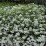 Spiraea decumbens