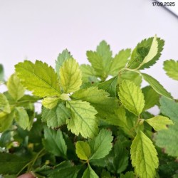 Spiraea decumbens