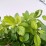 Spiraea decumbens