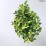 Spiraea decumbens