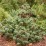 Pinus parviflora 'Negishi'