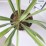 Yucca filamentosa