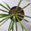 Yucca filamentosa