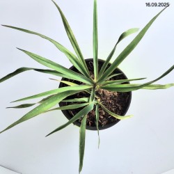 Yucca filamentosa