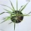 Yucca filamentosa