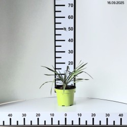 Yucca filamentosa