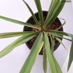 Yucca filamentosa