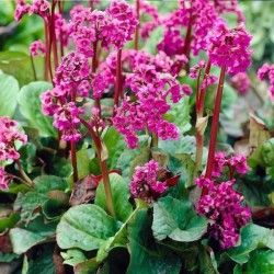 Bergenia cordifolia 'Rose'