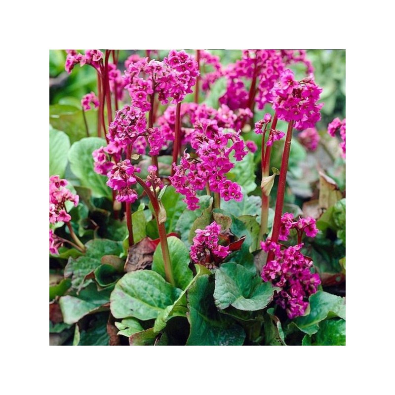 Bergenia cordifolia 'Rose'