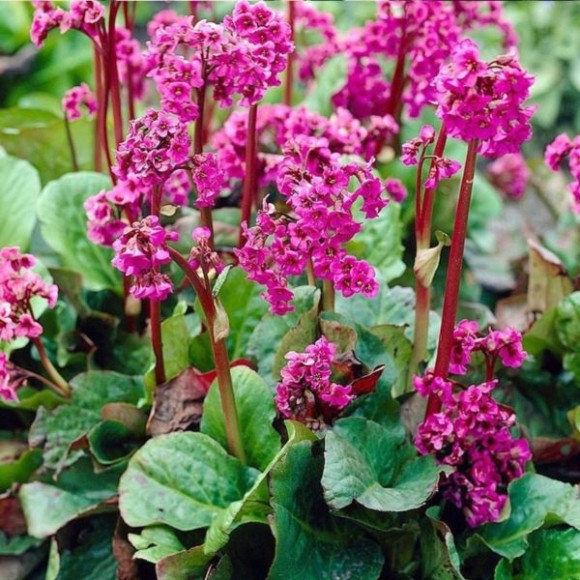 Bergenia cordifolia 'Rose'