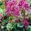 Bergenia cordifolia 'Rose'