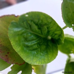 Bergenia cordifolia 'Rose'