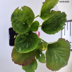 Bergenia cordifolia 'Rose'