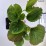 Bergenia cordifolia 'Rose'