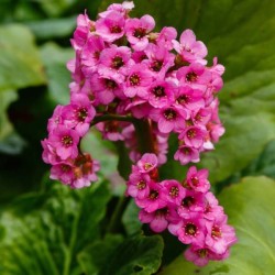 Bergenia cordifolia 'Rose'