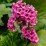 Bergenia cordifolia 'Rose'