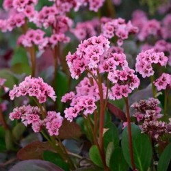 Bergenia cordifolia
