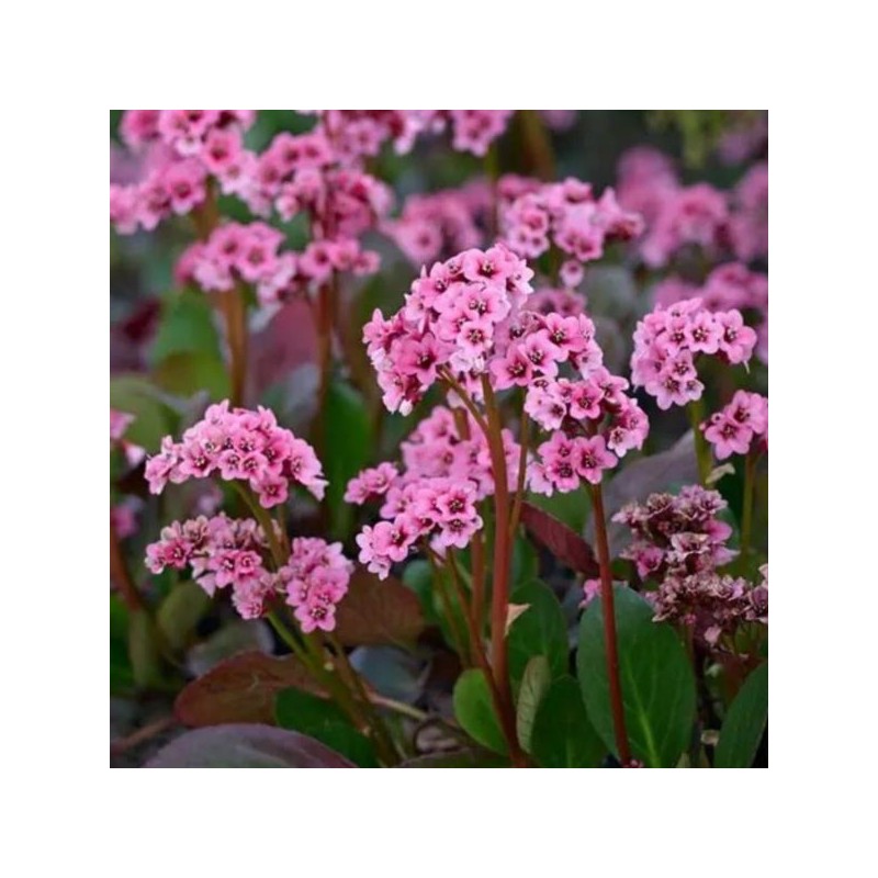 Bergenia cordifolia